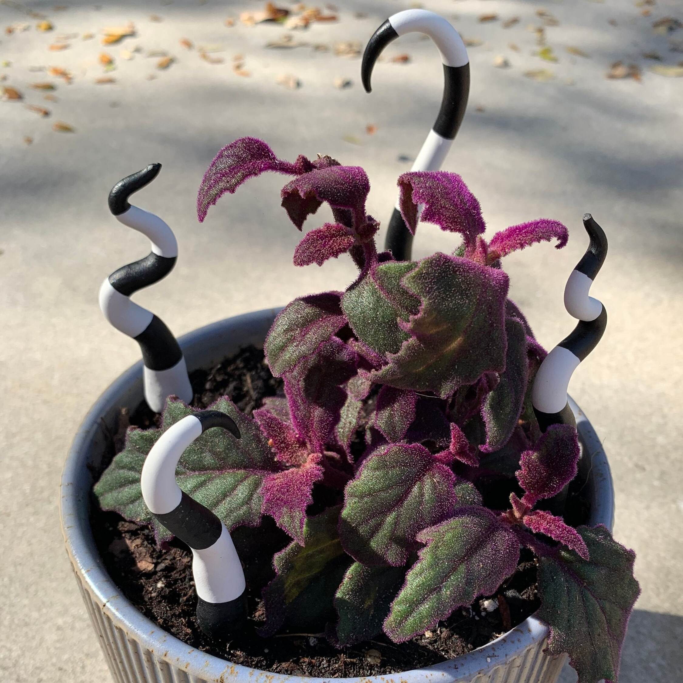 Beetlejuice Sandworm Tails Plant Decoration