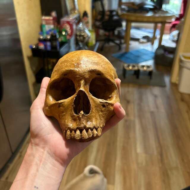 💀Creepy Garden Skull👻