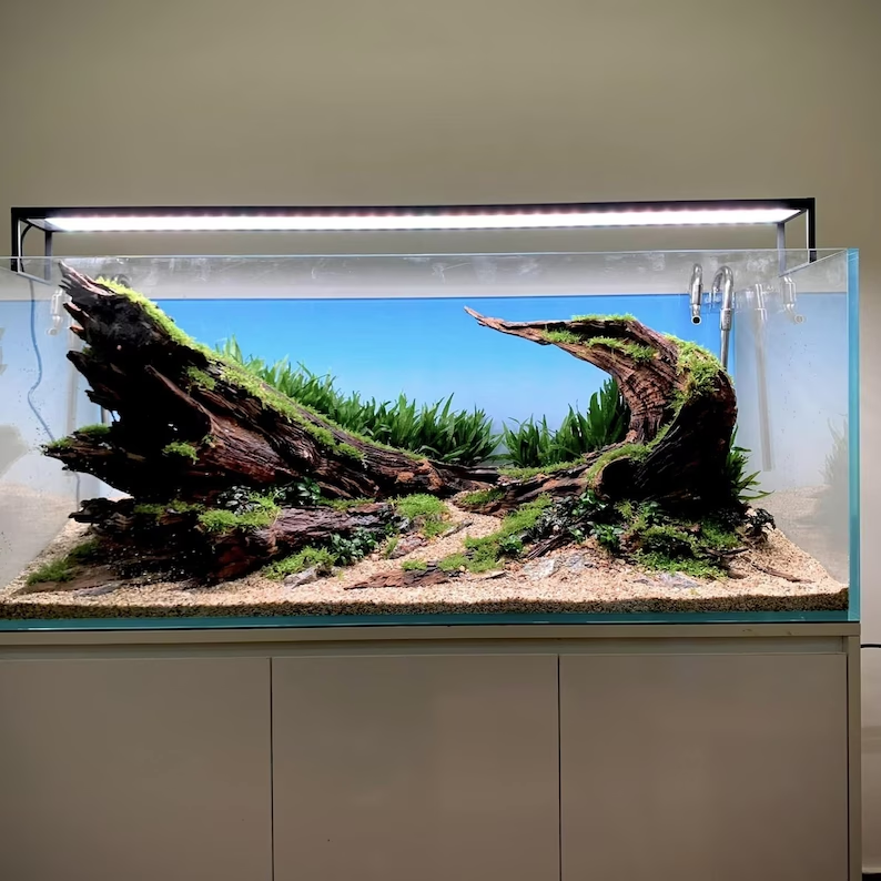 Ancient Stone glued aquascape for nano aquarium