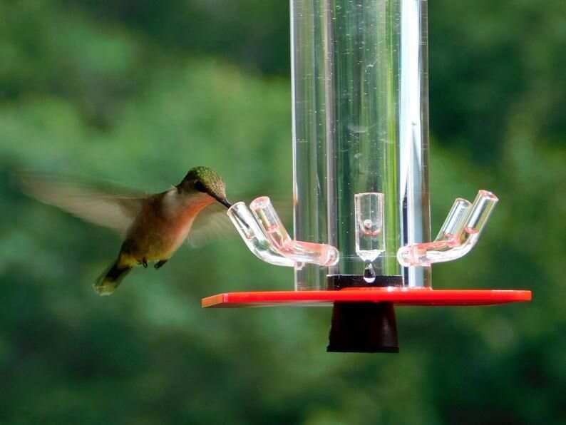 50% OFF Peter's Hummingbird Feeder - Buy 2 Give Free Cleaning Brush and Hook