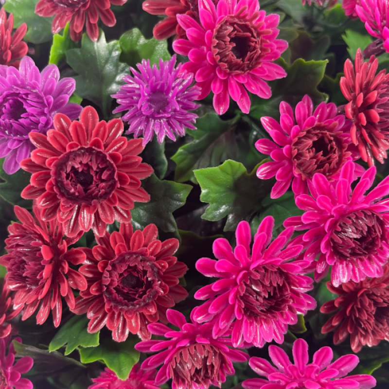 🏆Flash Sale⚡UV Mum Topiary Ball