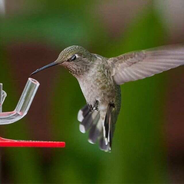 50% OFF Peter's Hummingbird Feeder - Buy 2 Give Free Cleaning Brush and Hook