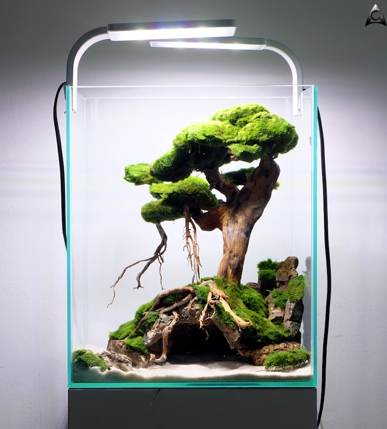 Ancient Stone glued aquascape for nano aquarium