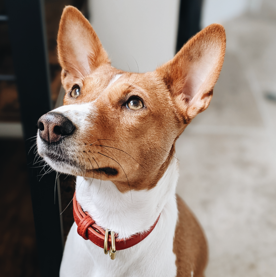 Clef Dog Collar