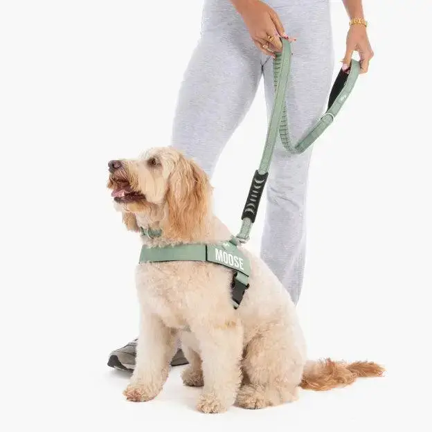 Bungee Dog Leash – Shock Absorbing, Reflective & Heavy Duty with Traffic Handle & Padded Grip Dog Leash