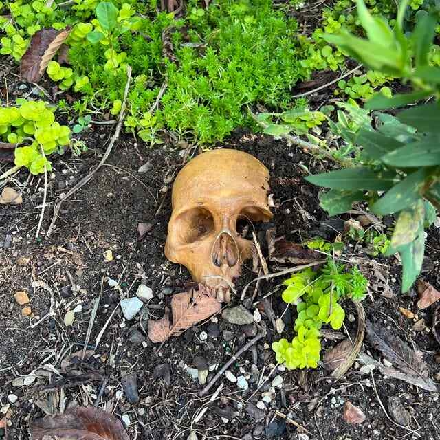 💀Creepy Garden Skull👻
