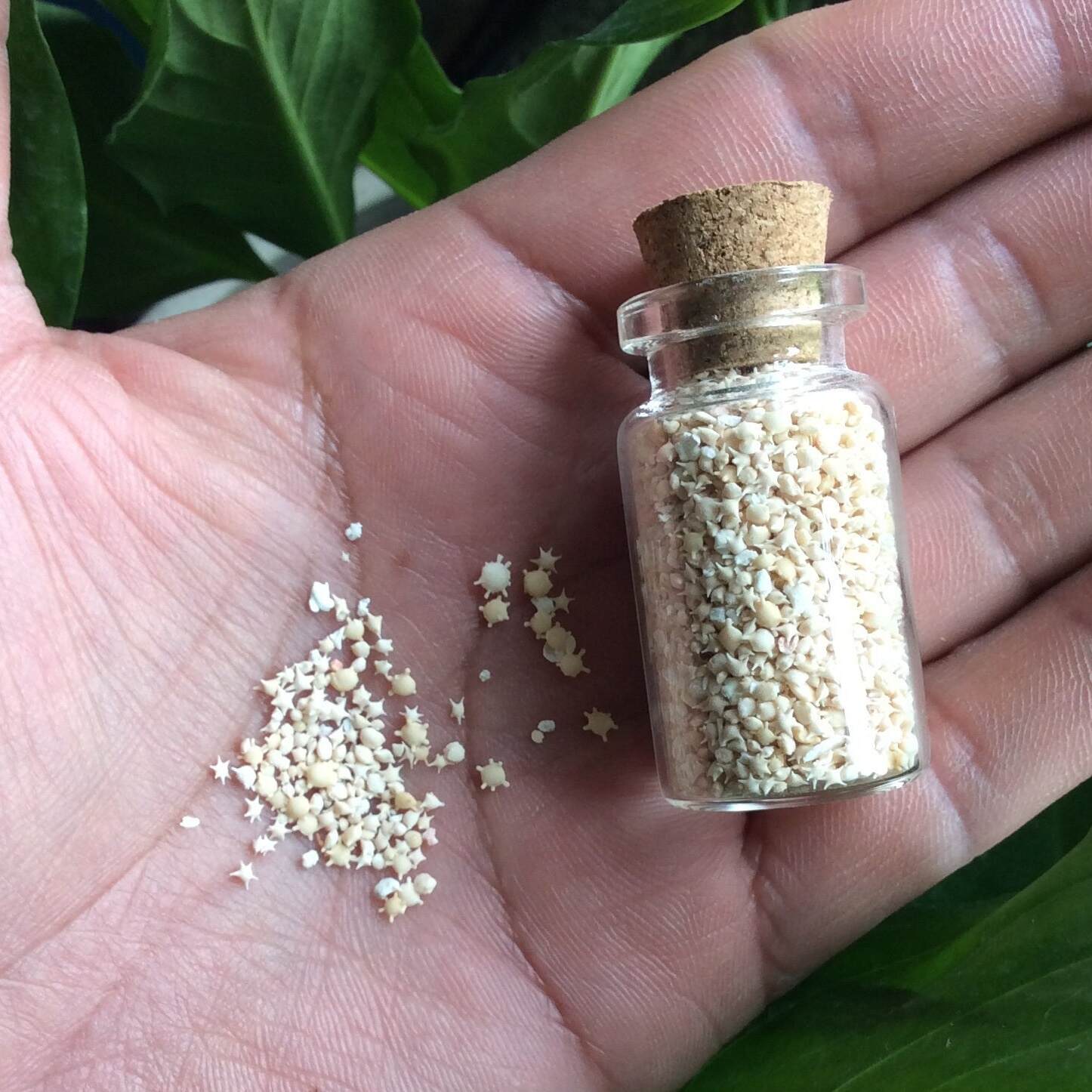 🌟RARE Okinawa Star Sand Jar | Make Wishes Come True