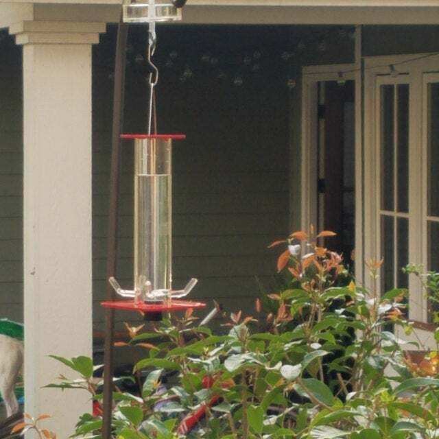 50% OFF Peter's Hummingbird Feeder - Buy 2 Give Free Cleaning Brush and Hook