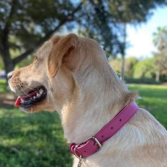 Clef Dog Collar