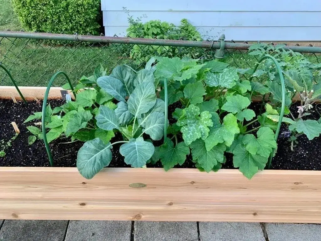 🎍Heavy Duty Standing Garden Planters for ❤️(2' x 8' )