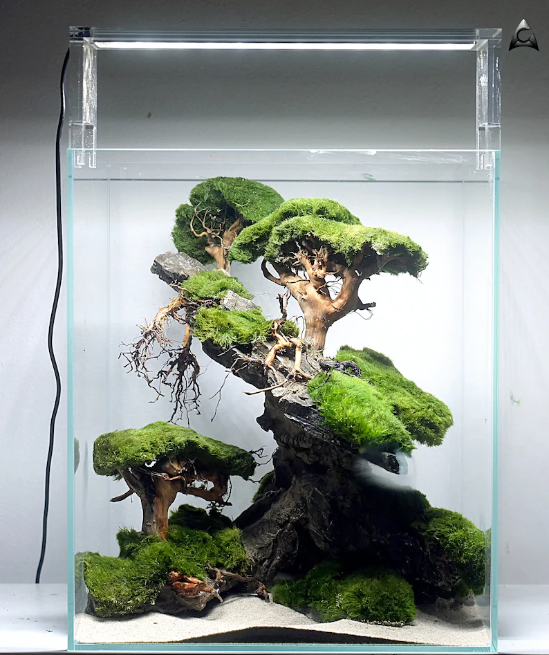 Ancient Stone glued aquascape for nano aquarium
