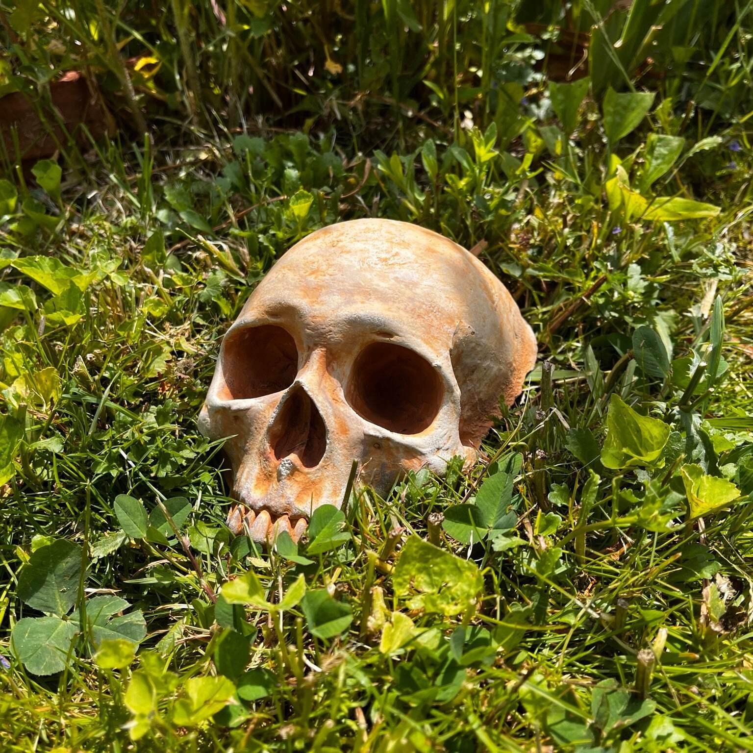 💀Creepy Garden Skull👻