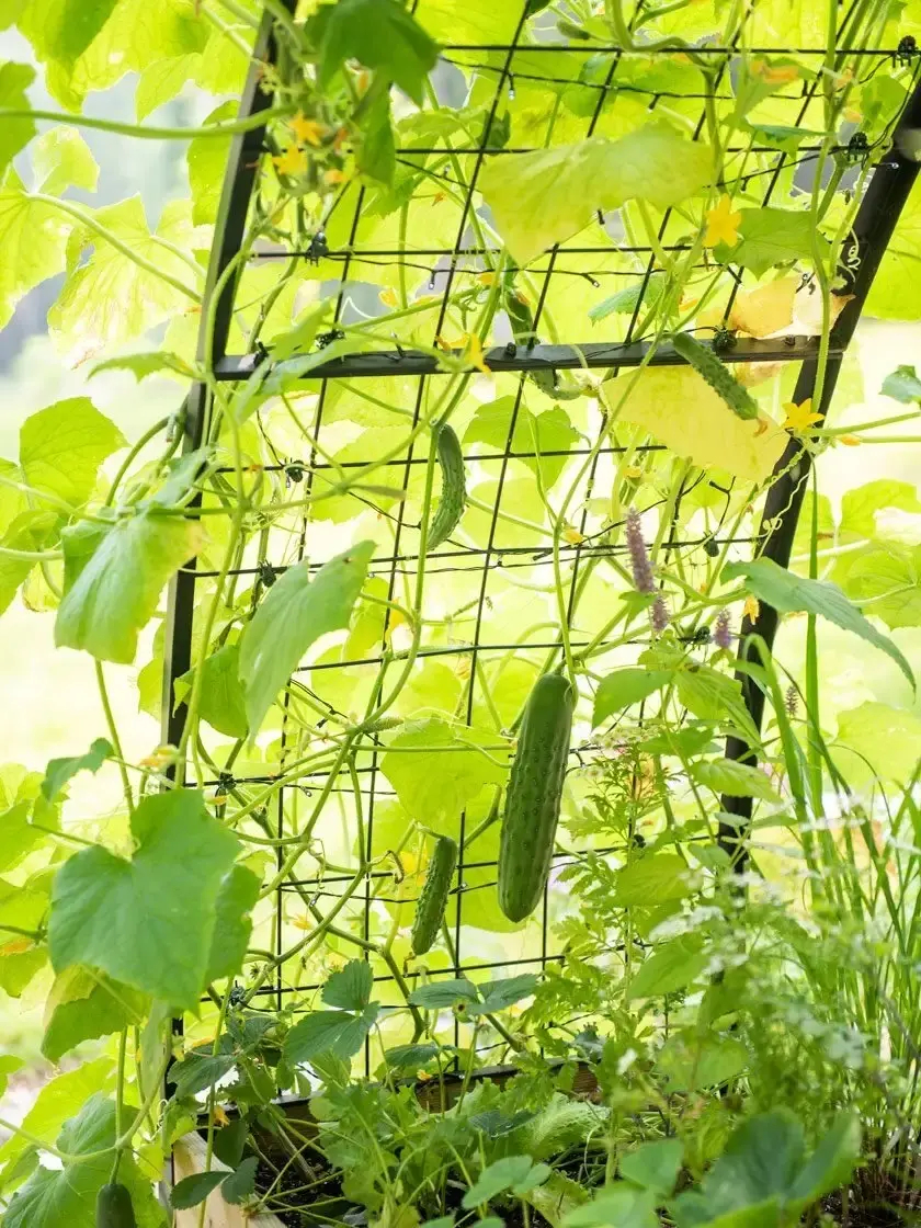 🎍Heavy Duty Standing Garden Planters for ❤️(2' x 8' )