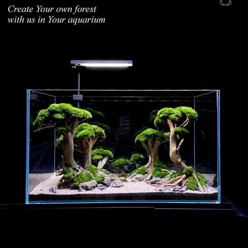 Ancient Stone glued aquascape for nano aquarium