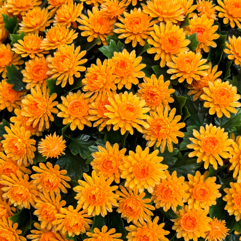 🏆Flash Sale⚡UV Mum Topiary Ball