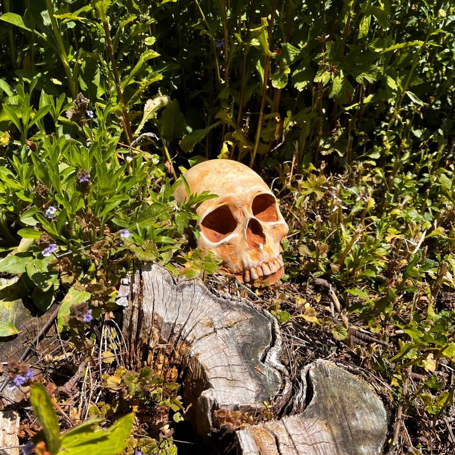 💀Creepy Garden Skull👻