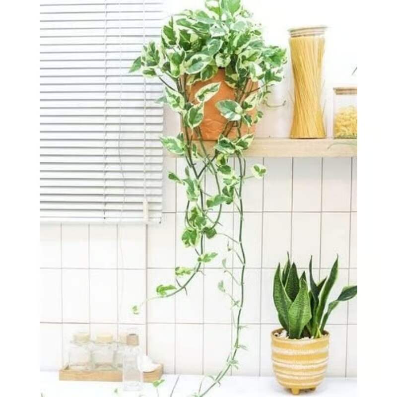 EverGreen Cascade! 3.6ft Faux Vine Trio--Easy to Grow Houseplant