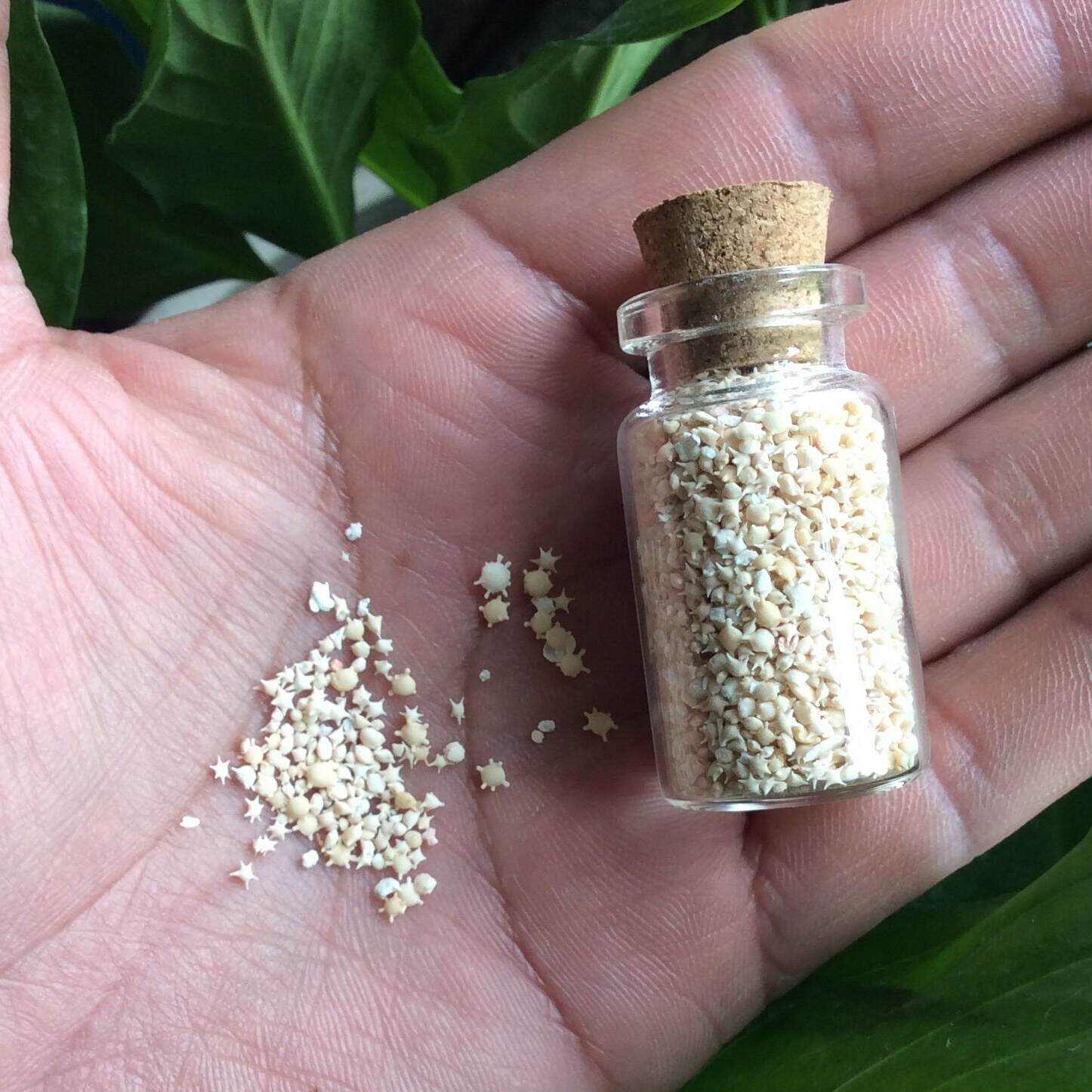 🌟RARE Okinawa Star Sand Jar | Make Wishes Come True