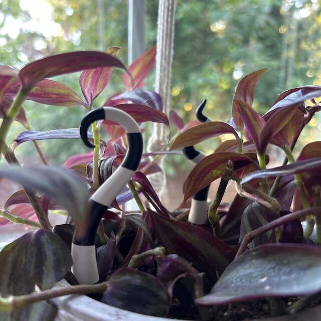 Beetlejuice Sandworm Tails Plant Decoration