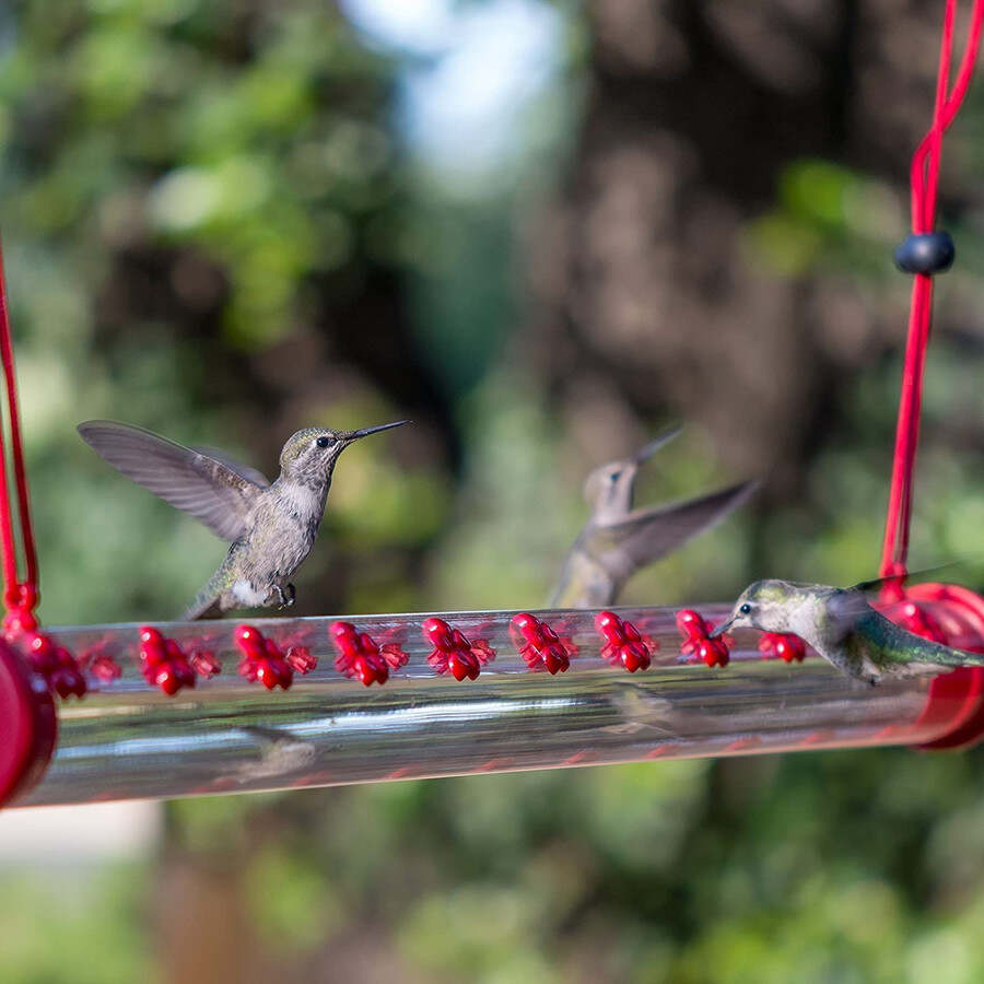 🔥30% OFF🔥Bob's Best Hummingbird Feeder