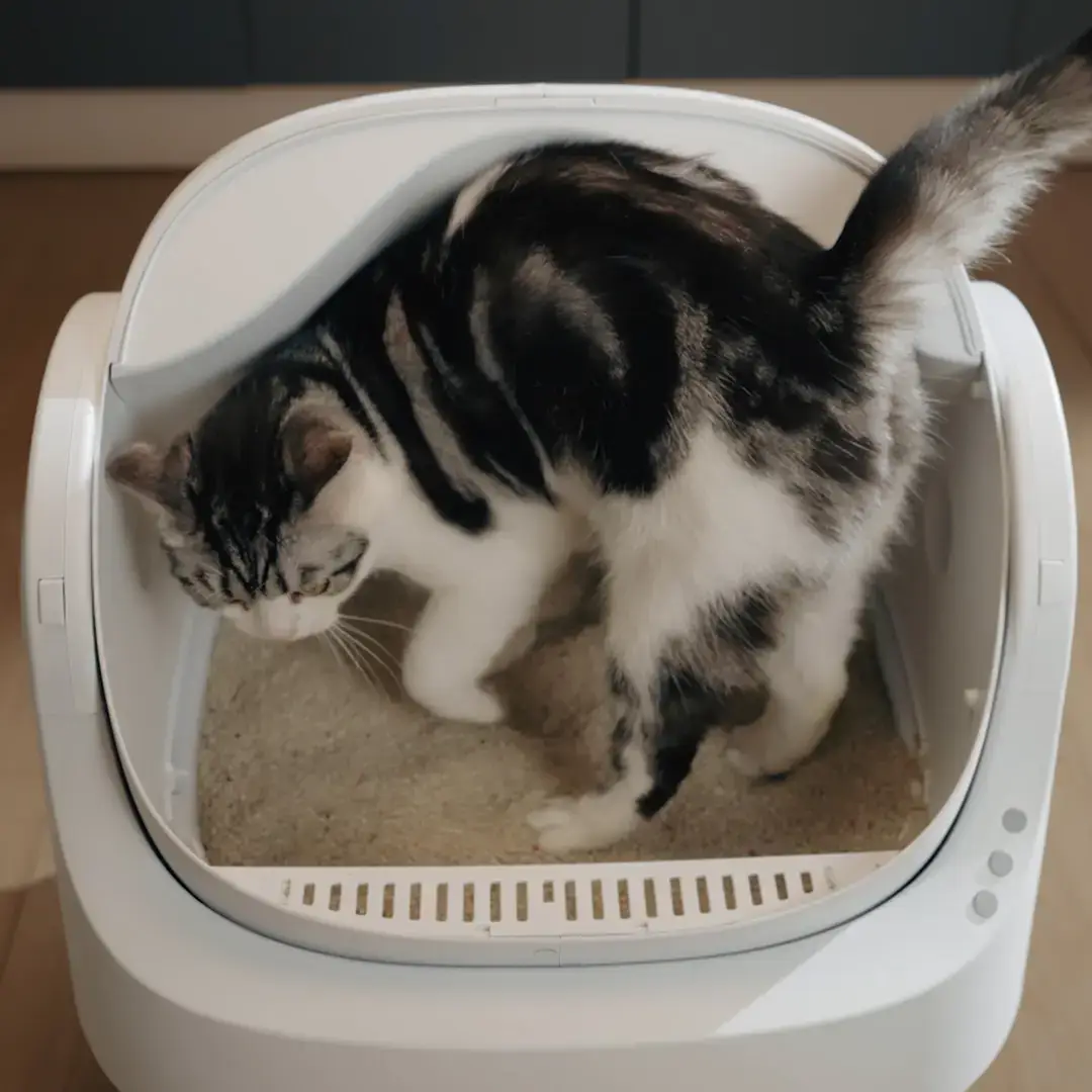 PetPivot AutoScooper 11 Self-Cleaning Cat Litter Box