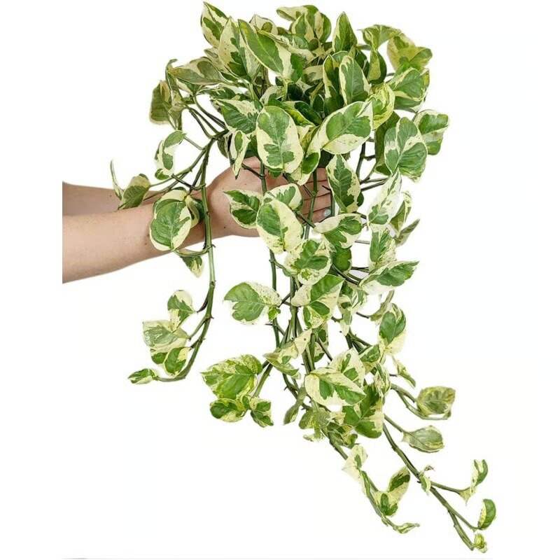 EverGreen Cascade! 3.6ft Faux Vine Trio--Easy to Grow Houseplant