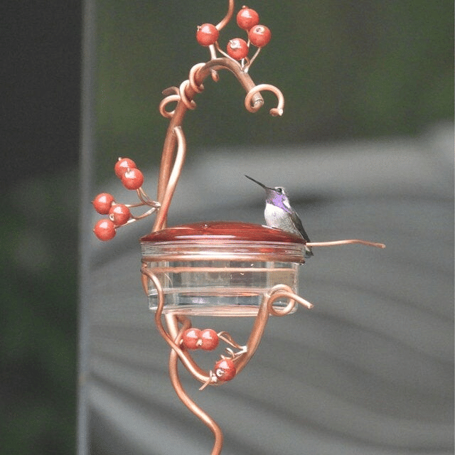 Red Berries Hummingbird Feeder-20% OFF