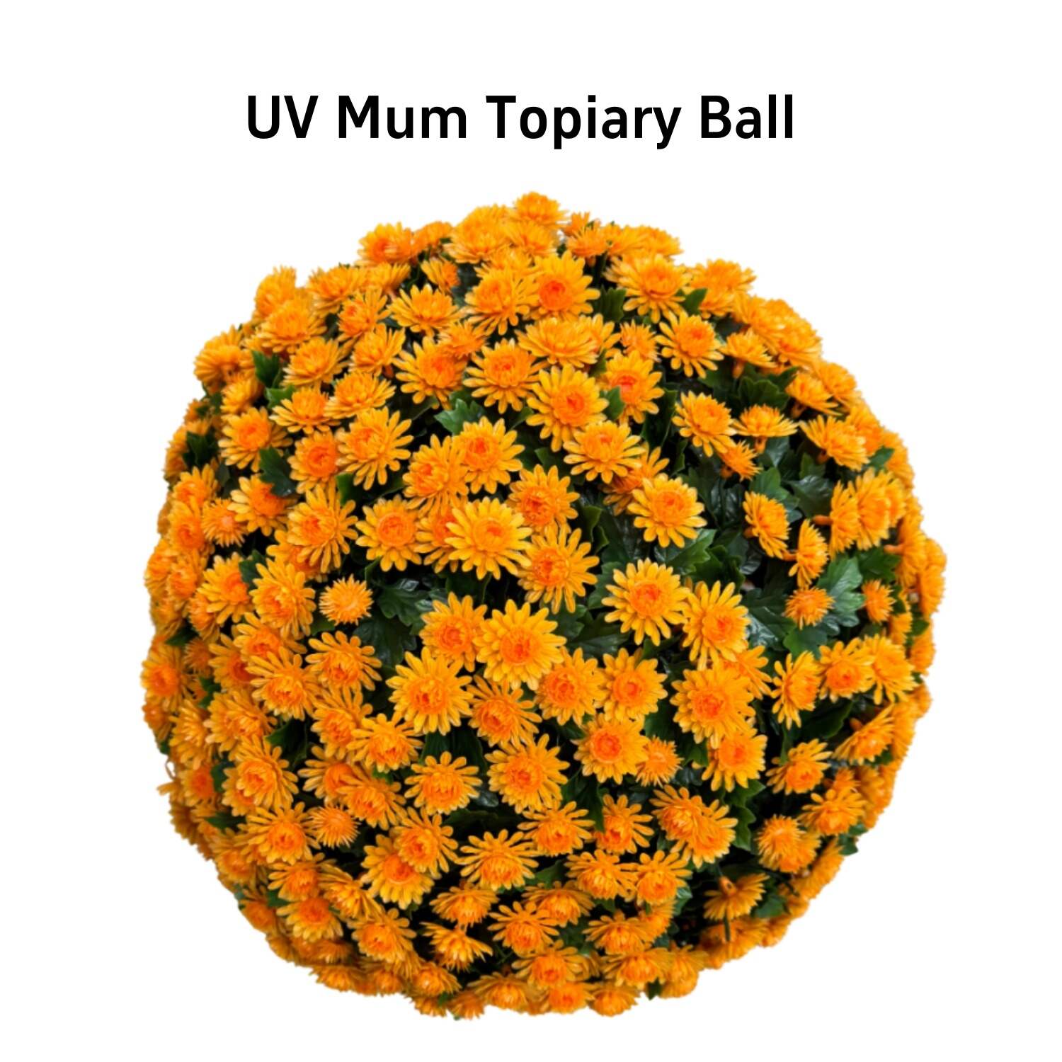🏆Flash Sale⚡UV Mum Topiary Ball