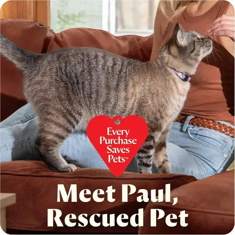 【Flash Sale】Little Green Mini Portable Carpet and Upholstery Deep Cleaner, Car/Auto Detailer, with HydroRinse Self-Cleaning Tool and 4