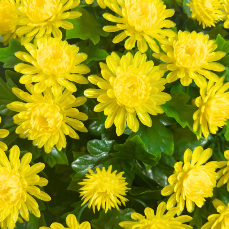 🏆Flash Sale⚡UV Mum Topiary Ball